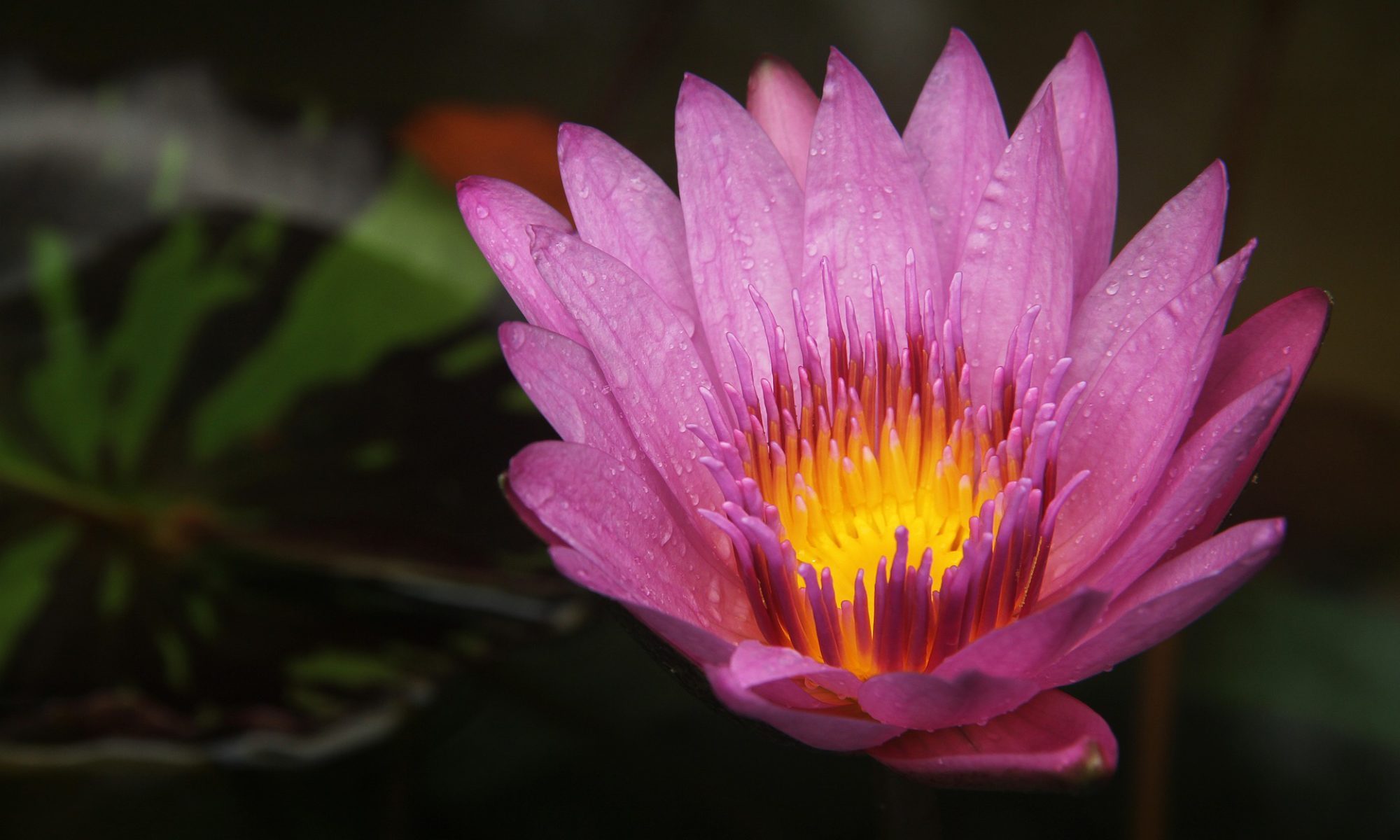 mindful therapy mindful therapy